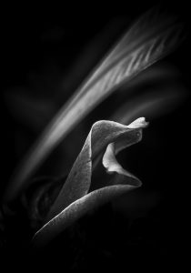 The Edge Simplicity I