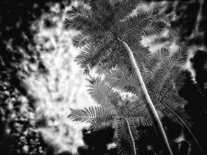 In The Garden at Chislehurst #9525