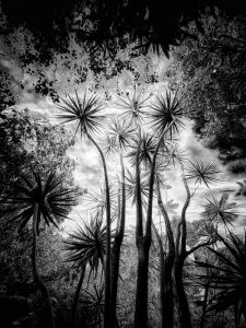 In the Garden at Chislehurst #8353