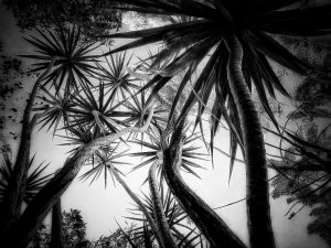 In the Garden at Chislehurst #6769