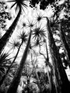 In the Garden at Chislehurst #9049