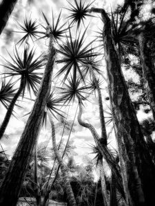 In the Garden at Chislehurst #9050