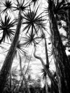 In the Garden at Chislehurst #9052