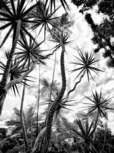 In the Garden at Chislehurst #9053