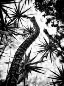 In the Garden at Chislehurst #9059