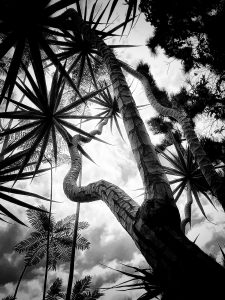 In the Garden at Chislehurst #9067