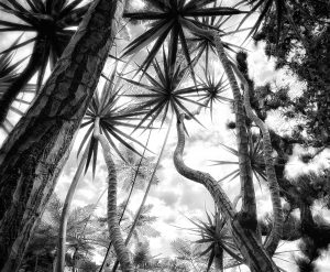 In the Garden at Chislehurst #9089