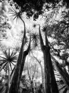 In the Garden at Chsielhurst #9095