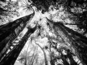 In the Garden at Chislehurst #9096