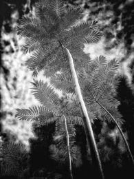 In The Garden at Chislehurst #9524