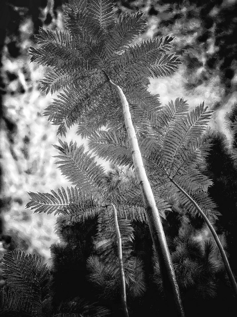 In The Garden at Chislehurst #9524