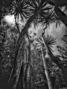 In The Garden at Chislehurst #7820