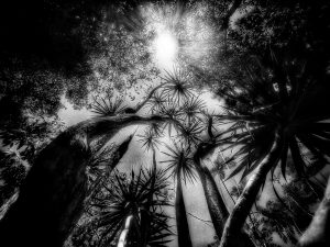 In The Garden at Chislehurst #7826