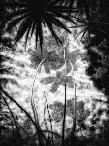 In The Garden at Chislehurst #8252