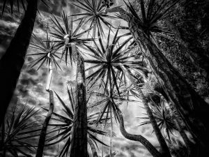 In The Garden at Chislehurst #8346