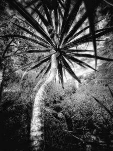 In the Garden at Chislehurst #8246