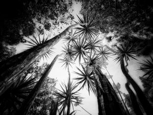 In the Garden at Chislehurst #6781