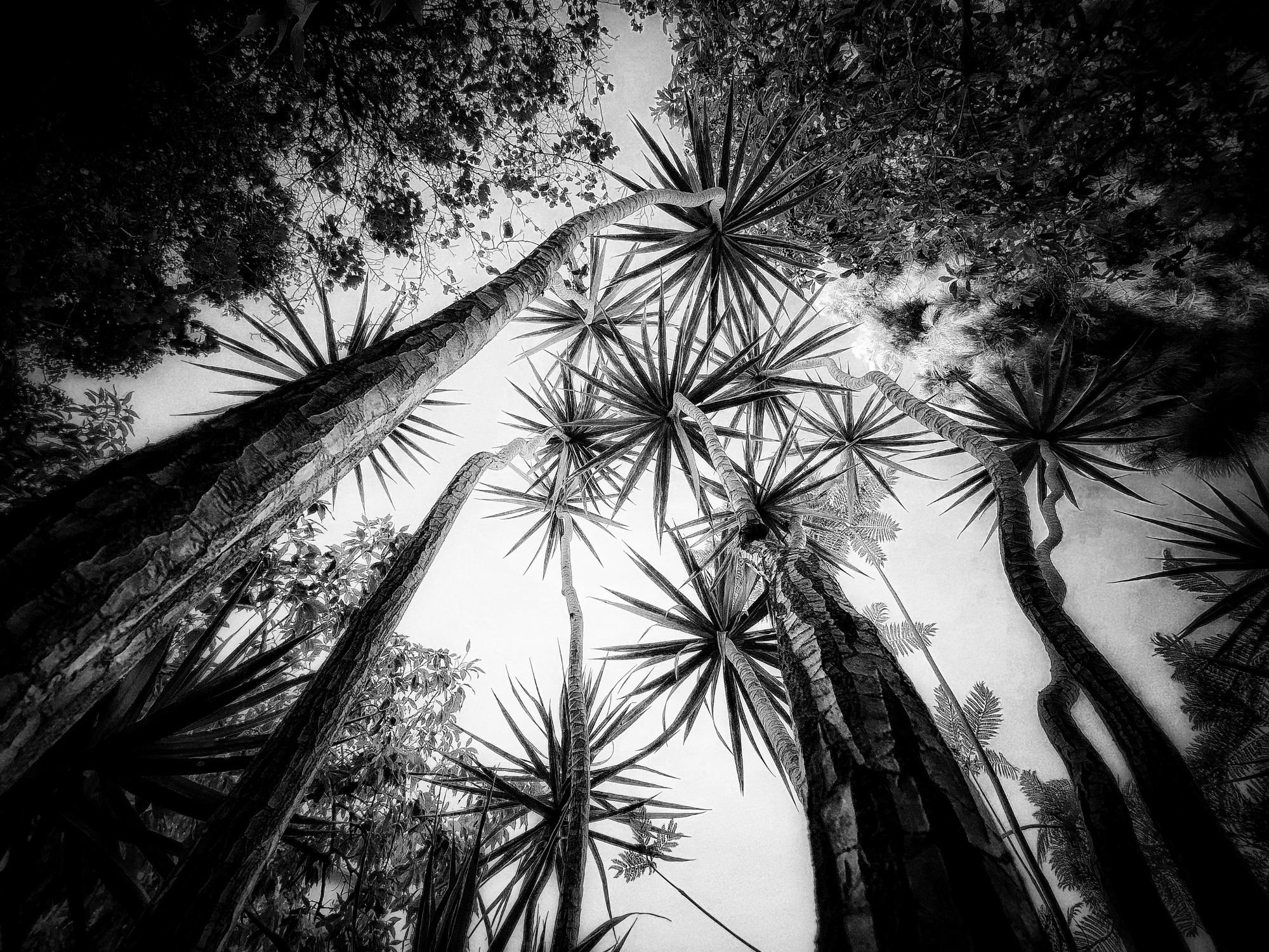 In the Garden at Chislehurst #6781