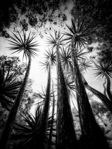 In the Garden at Chislehurst #6791