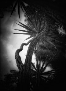 In the Garden at Chislehurst #6897