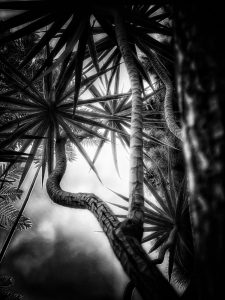 In the Garden at Chislehurst #6898