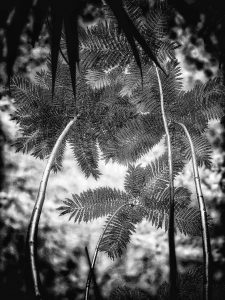 In the Garden at Chislehurst #8251