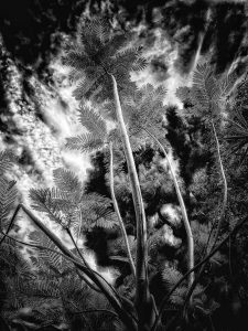 In the Garden at Chislehurst #8260