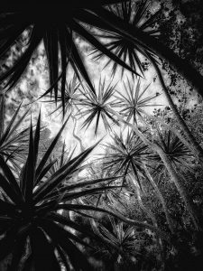 In the Garden at Chislehurst #8274