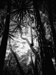 In the Garden at Chislehurst #8335