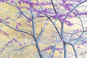 Redbuds and Merced River, California