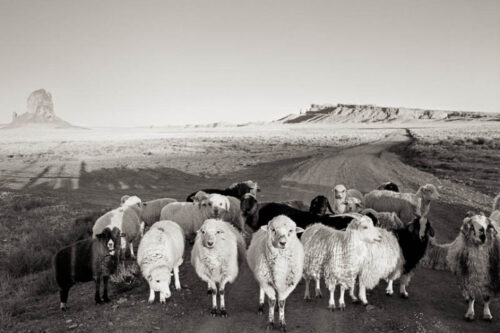 MV_sheep_JM_Final-742x600-1