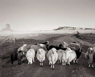 Sheep, Monument Valley
