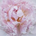 Mandarin Peony