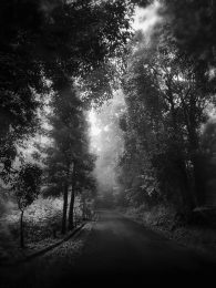 Misty Java, Lembang, West Java, Indonesia