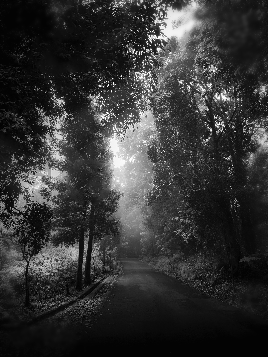 Misty Java, Lembang, West Java, Indonesia