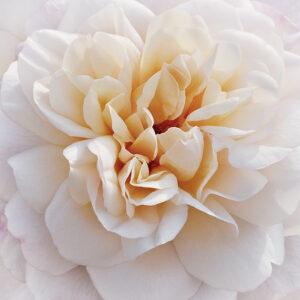 Moondance Rose