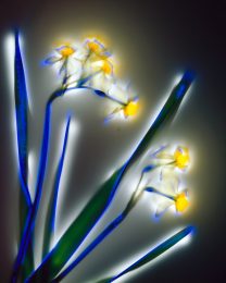 Narcissus