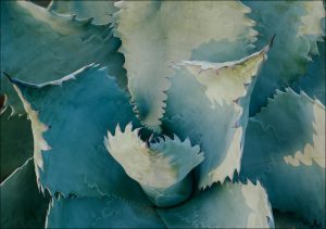 Agave Colorata, Huntington Botanical Gardens