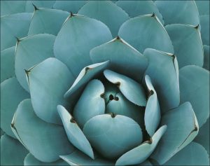 Agave Parryi, Huntington Botanical Gardens