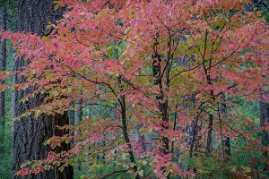 Autumn Dogwood, Yosemite