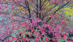 Autumn Dogwood and Cottonwood, Yosemite National Park