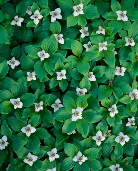 Bunchberry, Dogwood, Acadia National Park, Maine