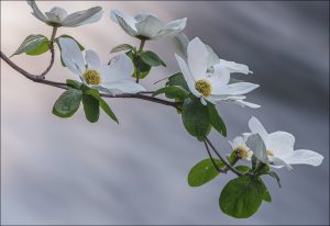 Dogwood Blossoms, Merced River, Yosemite