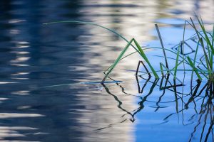 Grasses Reflected, Merced River, Yosemite