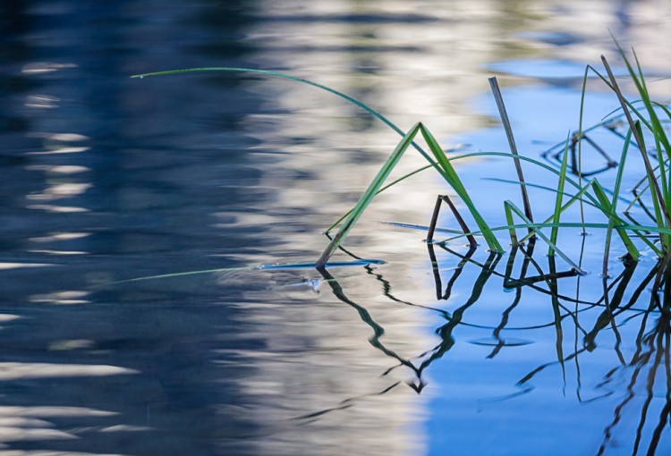 Grass Reflections, Merced River II