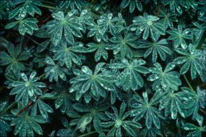 Lupine Leaves in Rain, Cascade Falls, Yosemite