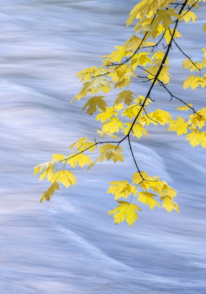 Maples and the Merced River, Yosemite (Vertical)