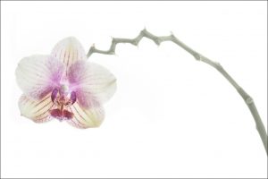 Orchid