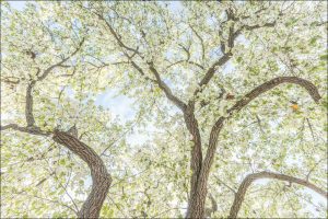 Pear Tree in Bloom, Fresno