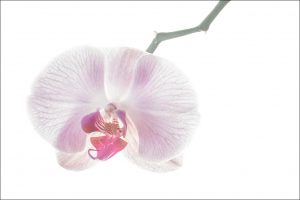 Purple Orchid #2